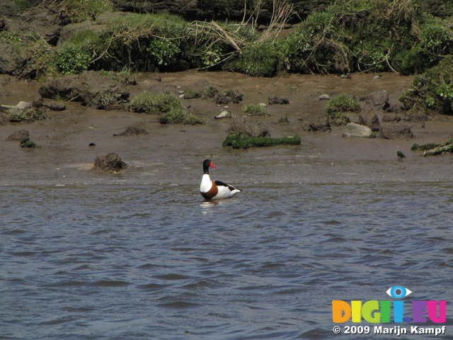 SX03563 Duck in Ogmore river - Shelduck (Tadorna Tadorna)